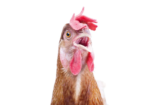 Cerrar pico, pico, ojo y cara de ganado de pollo con diversión — Foto de Stock