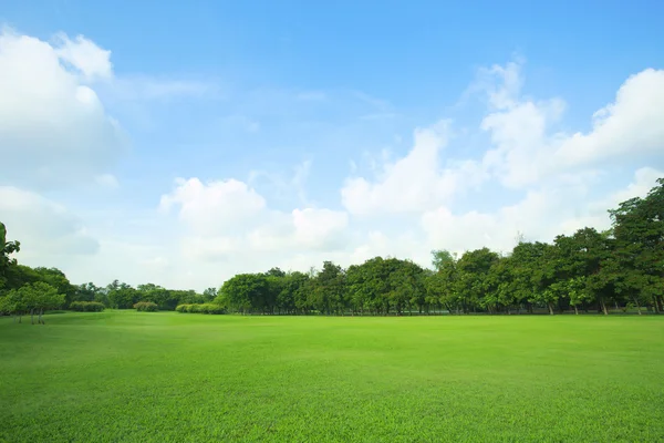 Hermoso campo de hierba verde y planta fresca en el prado vibrante ag —  Fotos de Stock