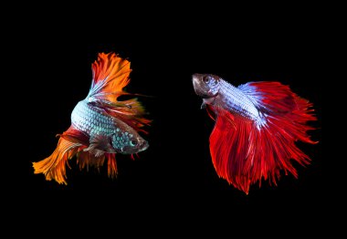 İki güzel renk daha iyi mücadele mücadele için hazırlık balık