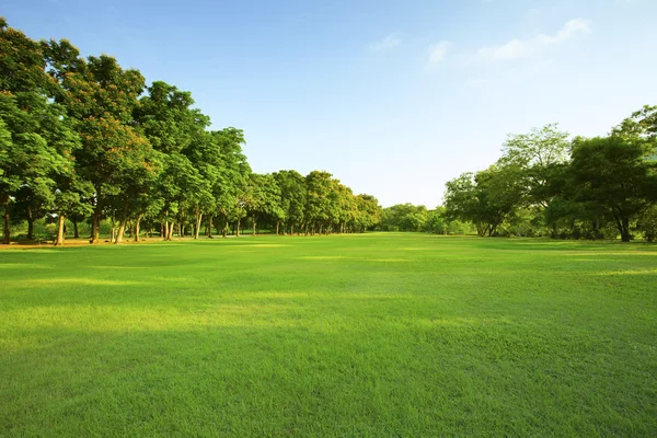 Szép reggeli fényben zöld fű mező nyilvános parkban egy — Stock Fotó