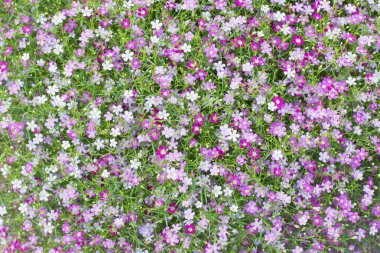 Güzel güzel küçük beyaz ve pembe gypsophila çiçek esen