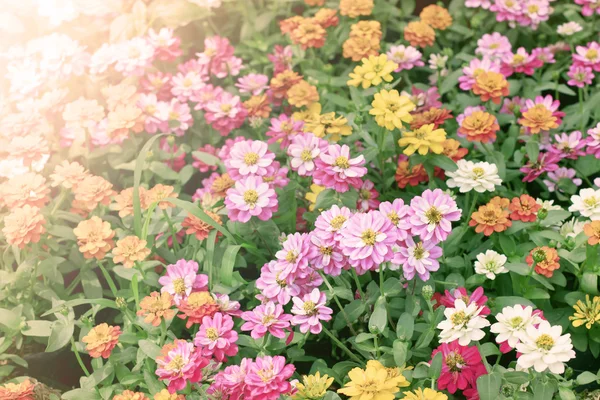 Vackra blommor säng i trädgården med utflytning ljus — Stockfoto