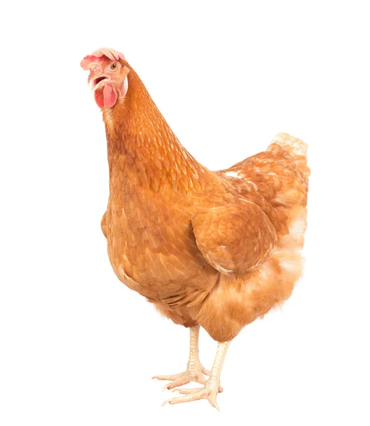 Corpo inteiro de galinha de frango marrom de pé isolado backgroun branco — Fotografia de Stock