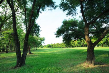 Güzel sabah ışığı yeşil çim alan ile ortak Park'ta bir