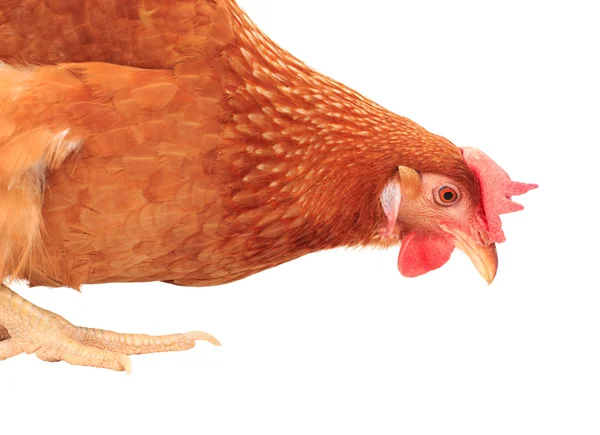 Close up chicken hen eating something isolated white background — Stock Photo, Image