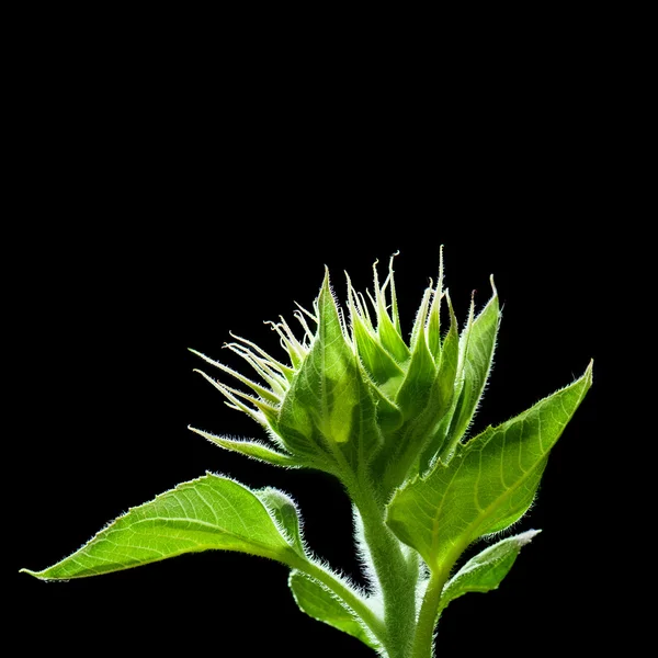 Cerca de hermosa iluminación de girasoles verdes planta sobre fondo negro —  Fotos de Stock