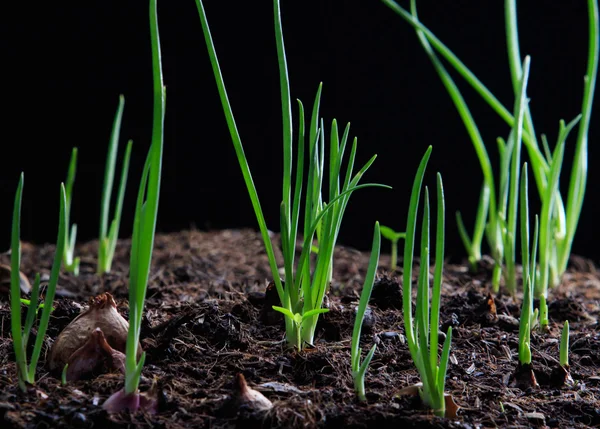 Cultivo de cebolla roja en campo agrícola — Foto de Stock