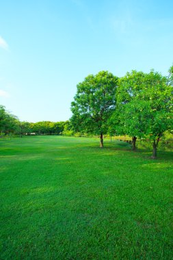 Güzel sabah ışığı yeşil çim alan ile ortak Park'ta bir