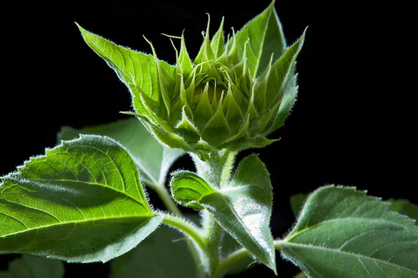 Cerrar hermosa iluminación de girasoles verdes planta en negro b —  Fotos de Stock