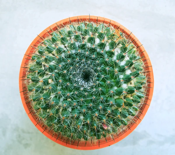 Top view of cactus head and needdle in clay pot — Stock Photo, Image