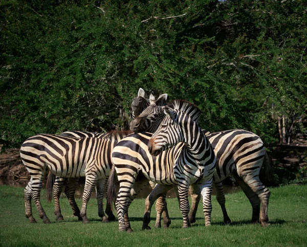 Flock of wild zebra in green grass field — Stock Photo, Image