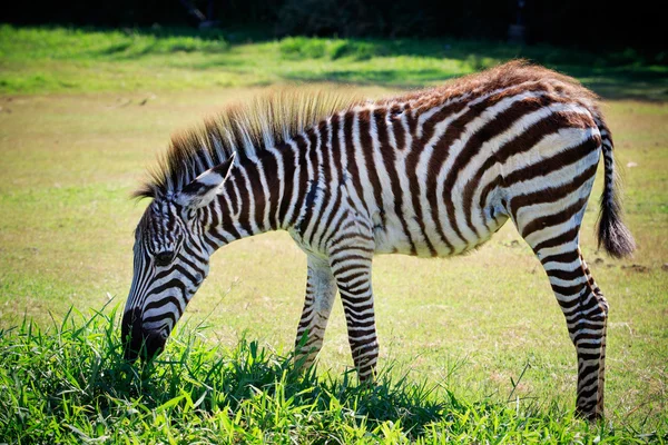 Corpo inteiro e mostrado bela faixa de jovem zebra comendo verde — Fotografia de Stock