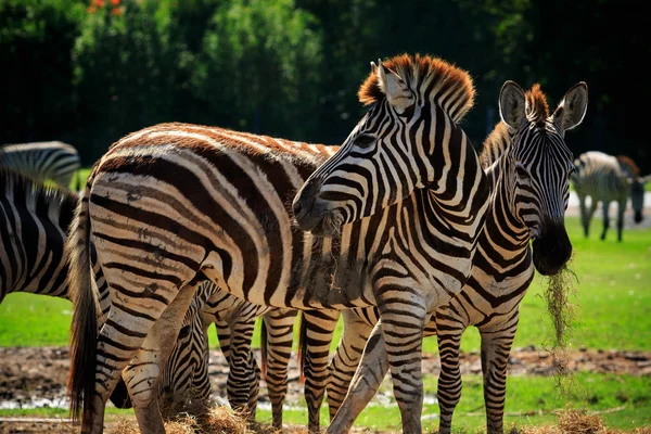 Wild zebra standing in green grass field against beautiful dusky — Stock Photo, Image