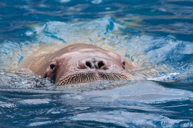close up face of male walrus swiming in deep sea water  clipart