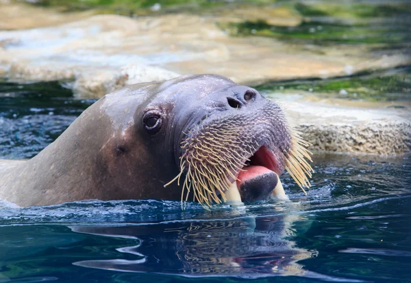 Close-up van gezicht van walrus drijvend in diepe blauwe water — Stockfoto