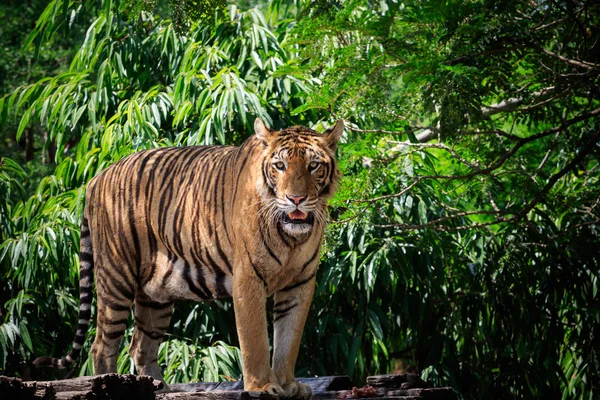 Rosto e corpo inteiro de bengala abordagem tigre em selvagem — Fotografia de Stock