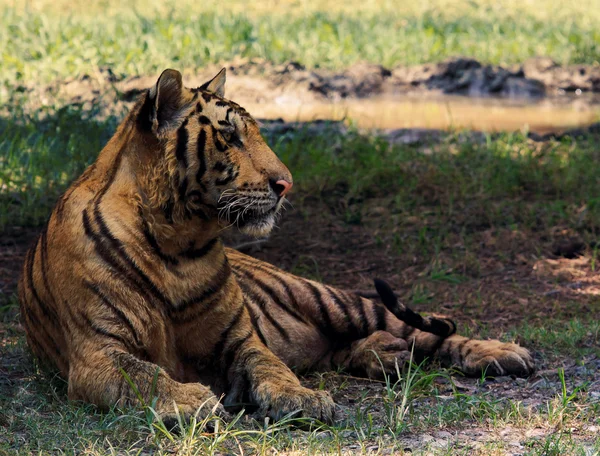 Tigre acostado en el campo — Foto de Stock