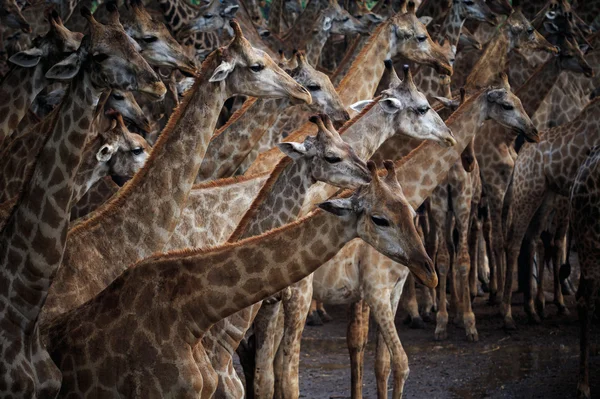 Abstrack flock of giraffe in wild — Stock Photo, Image