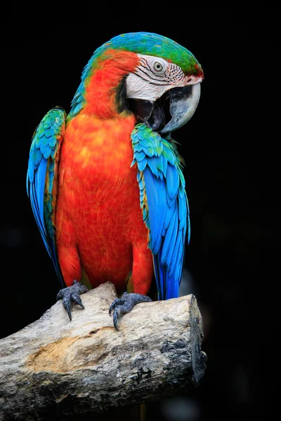 关闭美丽的绯红金刚鹦鹉鸟栖息于干树 b — 图库照片