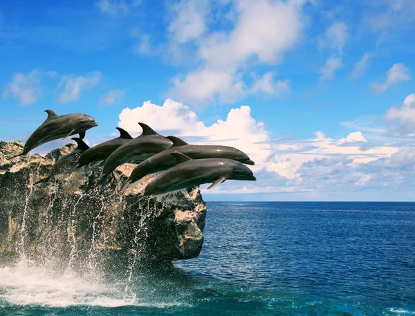 Κοπάδι των δελφινιών άλματα μέσα από το θαλασσινό νερό και επιπλέει μέσα του αέρα — Φωτογραφία Αρχείου