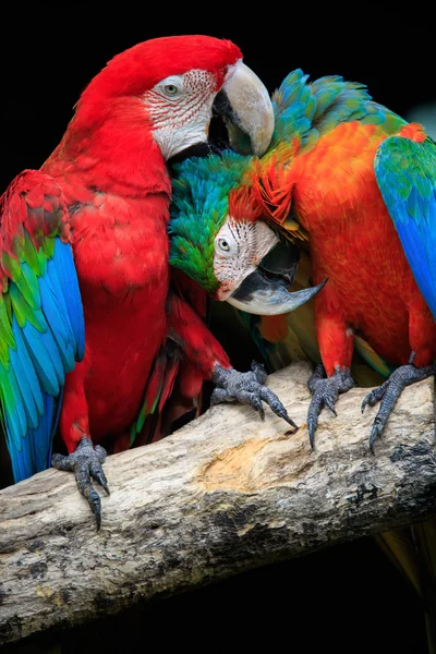 Scarlet Amerika papağanı kuşlar peaning güzel çiftler kadar yakın ve — Stok fotoğraf