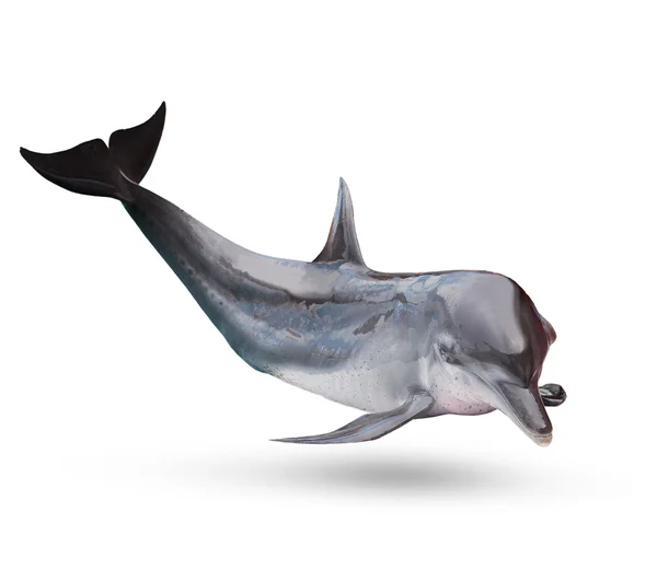 Hela kroppen i havet dolphine isolerade vit bakgrund — Stockfoto