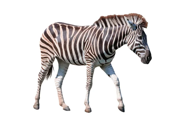 Boční pohled Zachycovací afrických Zebra stojí izolované bílé bac — Stock fotografie