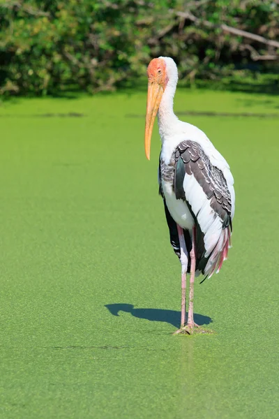 Målade Stork (Mycteria leucocephala) fågel stående i gröna na — Stockfoto