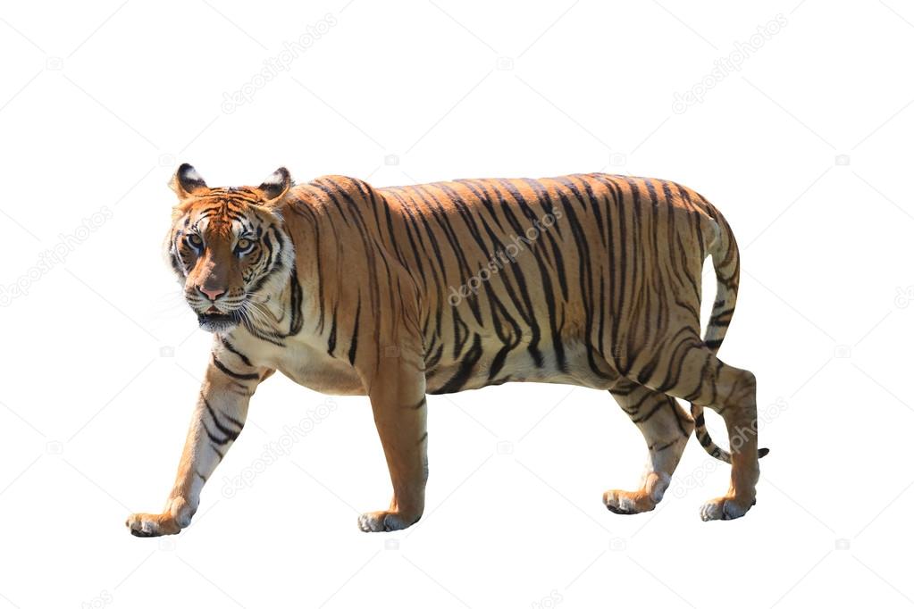 close up face of bengal tiger isolated white background