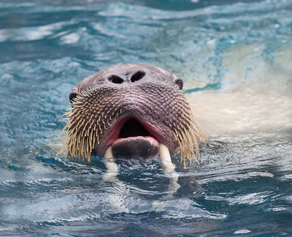 Close-up van gezicht van mannelijke walrus zwemmen in de diepe zeewater — Stockfoto