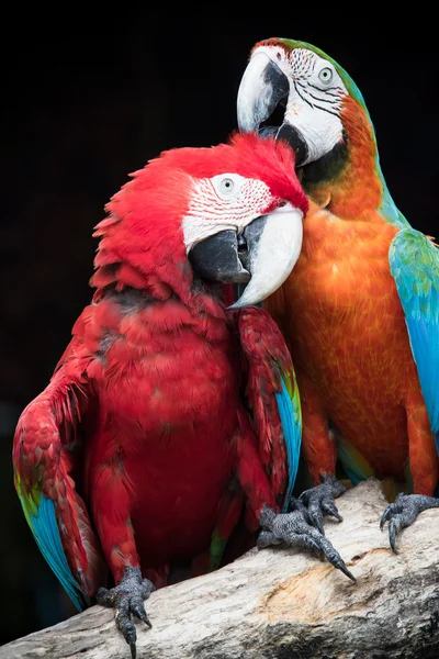 Close up couples of beautiful of scarlet macaw birds peaning and — Stock Photo, Image