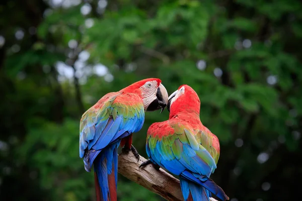 Close up couples of beautiful of scarlet macaw birds peaning and — Stock Photo, Image