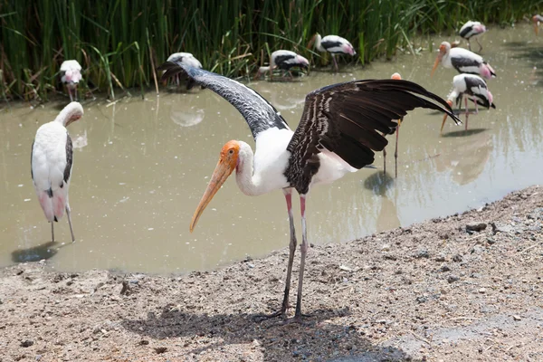 Målade stork (mycteria leucocephala) fågel stående i flock — Stockfoto