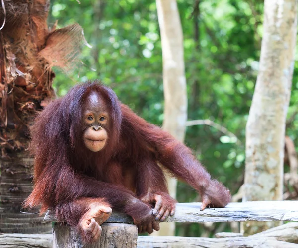 Close up full body and face of Borneo Orangutan — Stock Photo, Image