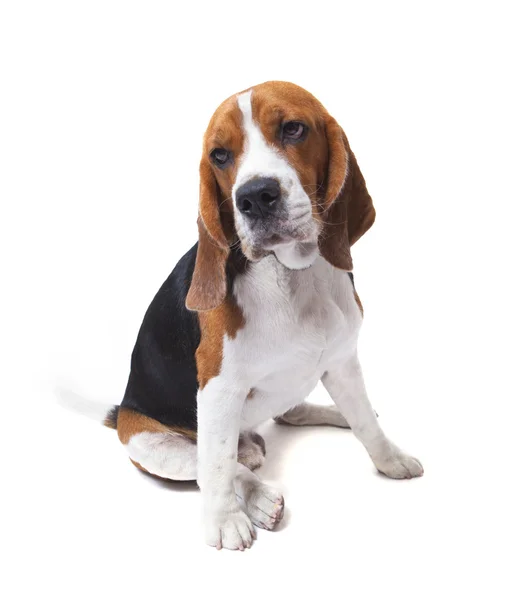 Ansikte av beagle hund på vit bakgrund — Stockfoto