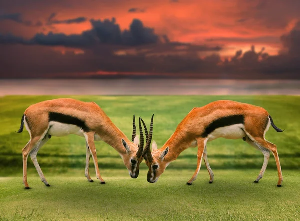 Two male thomson's gazelle fighting by horn in green grass field — Stock Photo, Image