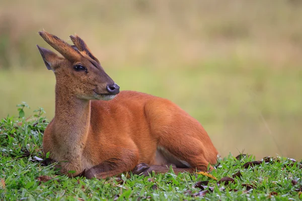 Aboiements cerf couché sur le champ naturel avec fond flou — Photo