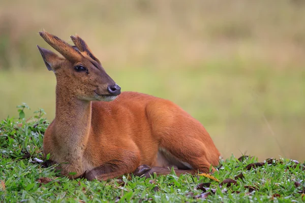 Barking deer lying on natural field with blur background Royalty Free Stock Photos