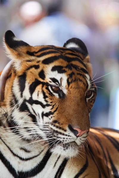 Закрыть лицо индокитайского тигра, расслабляющего — стоковое фото
