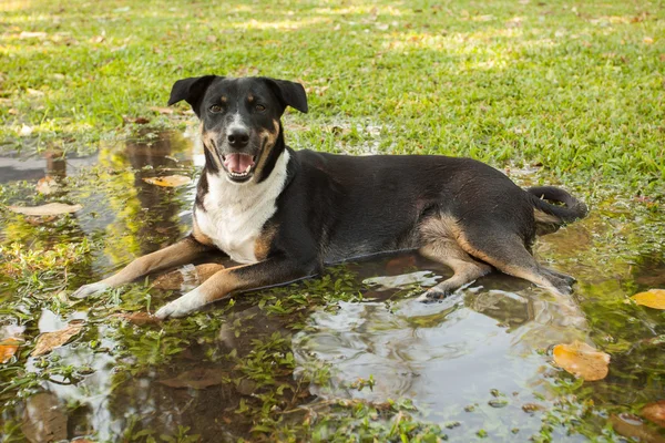 Thai street dog lying on flood water in garden field — Φωτογραφία Αρχείου