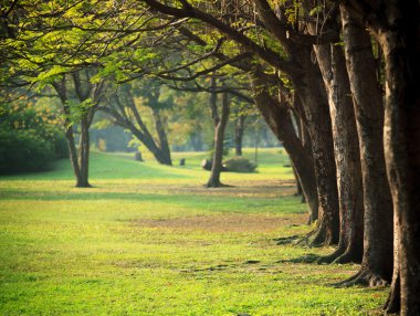 Güzel sabah ışığı yeşil çim alan ile ortak Park'ta bir