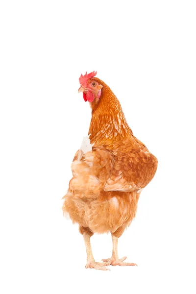 Full body of brown chicken hen standing isolated white backgroun — Stock Photo, Image