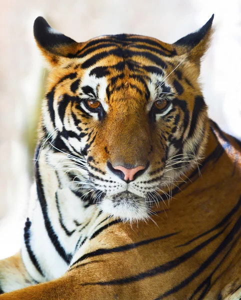 Close up face de indo rosto tigre chinês — Fotografia de Stock