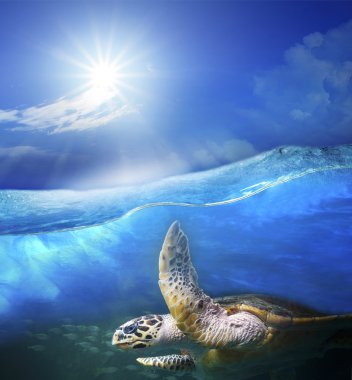 s üzerinde parlayan güneş ile açık deniz mavi su altında Yüzme turtle