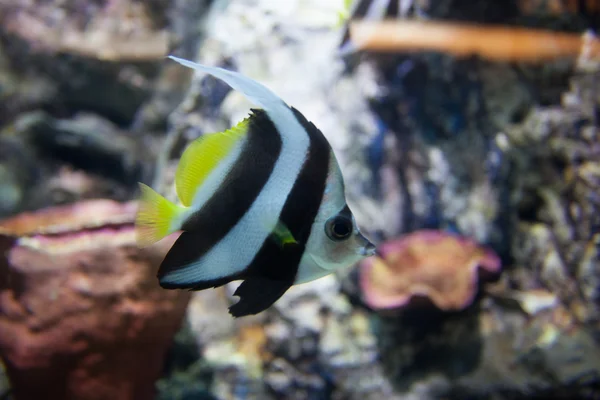 Sea fish in aquarium — Stock Photo, Image