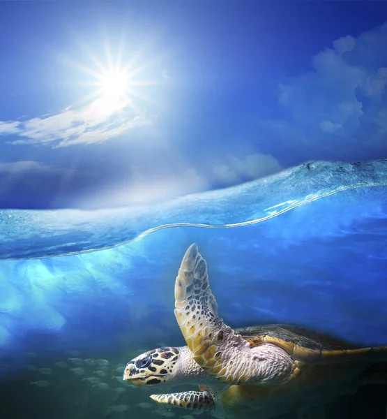 Tortue nageant sous l'eau bleue de mer claire avec le soleil brille sur s — Photo