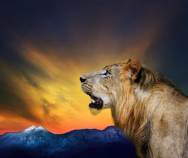 Vista lateral de cerca disparo en la cabeza de rugido de león joven contra beautifu — Foto de Stock