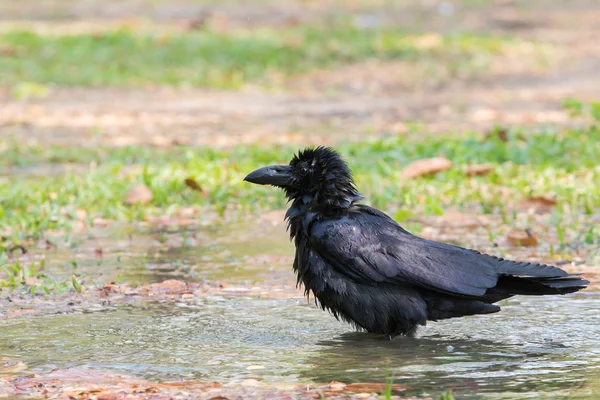 Scène naturelle de baignade de corneilles dans l'utilisation des champs pour la faune naturelle — Photo