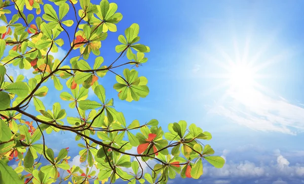 Folhas de amêndoa do mar verde e galho de árvore contra o sol brilhando em b — Fotografia de Stock