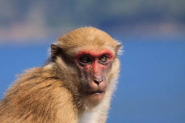 Ape monkey in wilderness looking with eyes contact to camera — Stock Photo, Image